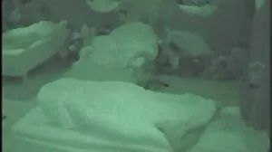 Nastoletni duze stare pizdy huk z kuszącą Gigi Flamez z Family Strokes